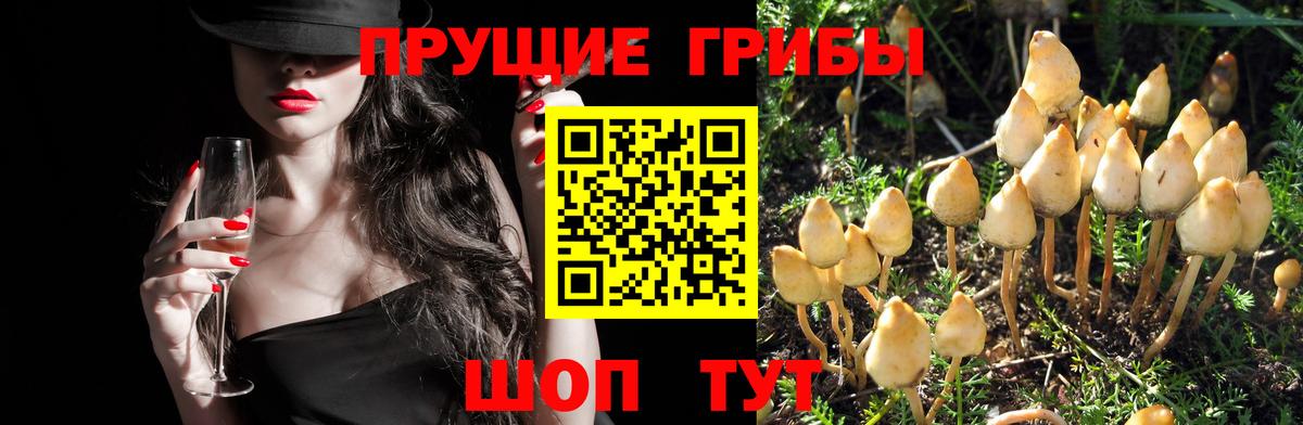 Псилоцибиновые грибы прущие грибы Кудымкар